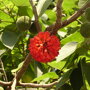 Schijnvrucht broussonetia papyrifera